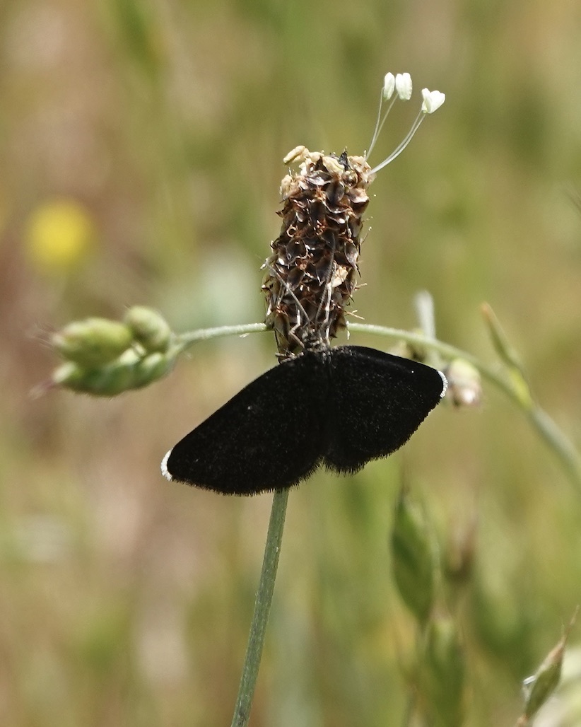 chimney sweeper